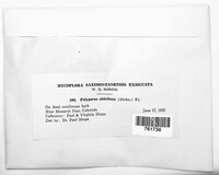 Trichaptum abietinum image